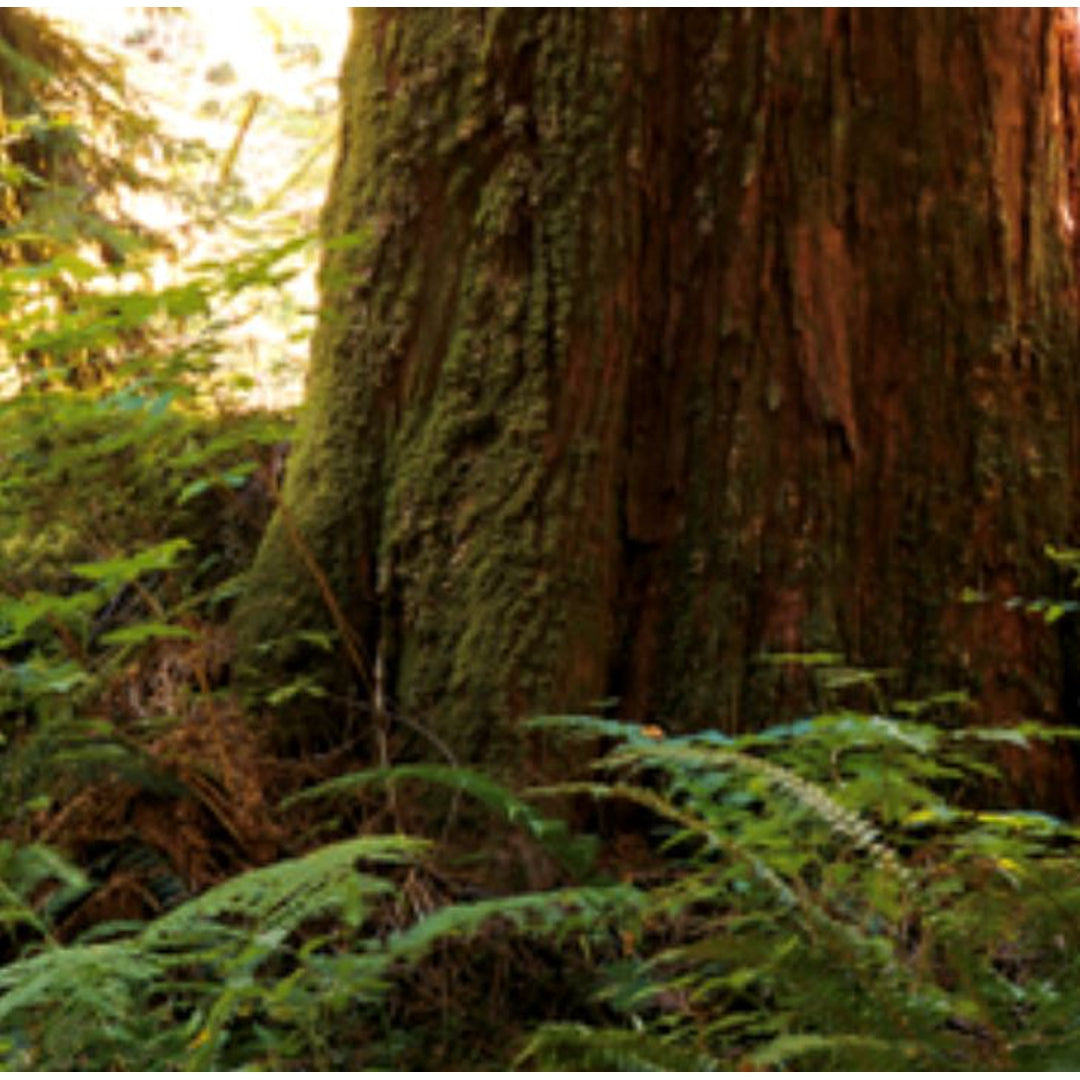 Essential Oil - Cedarwood Organic