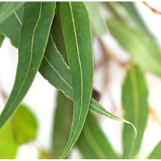 Essential Oil - Eucalyptus Blue Mallee Organic