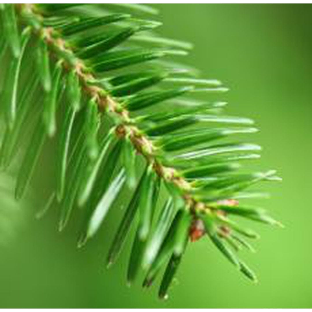 Essential Oil - Fir Needle | prettycleanshop