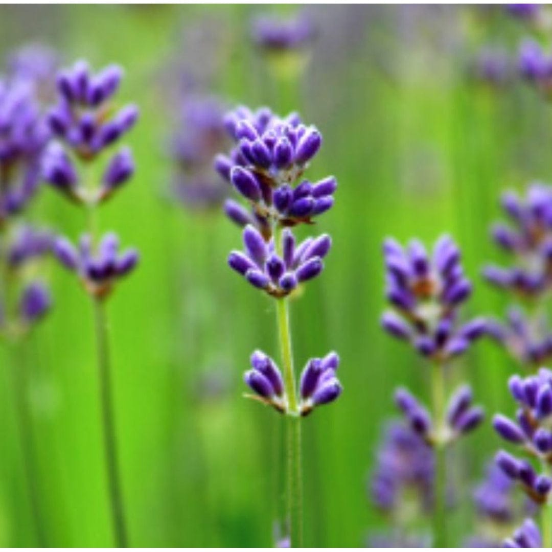 Essential Oil - Lavender Organic | prettycleanshop
