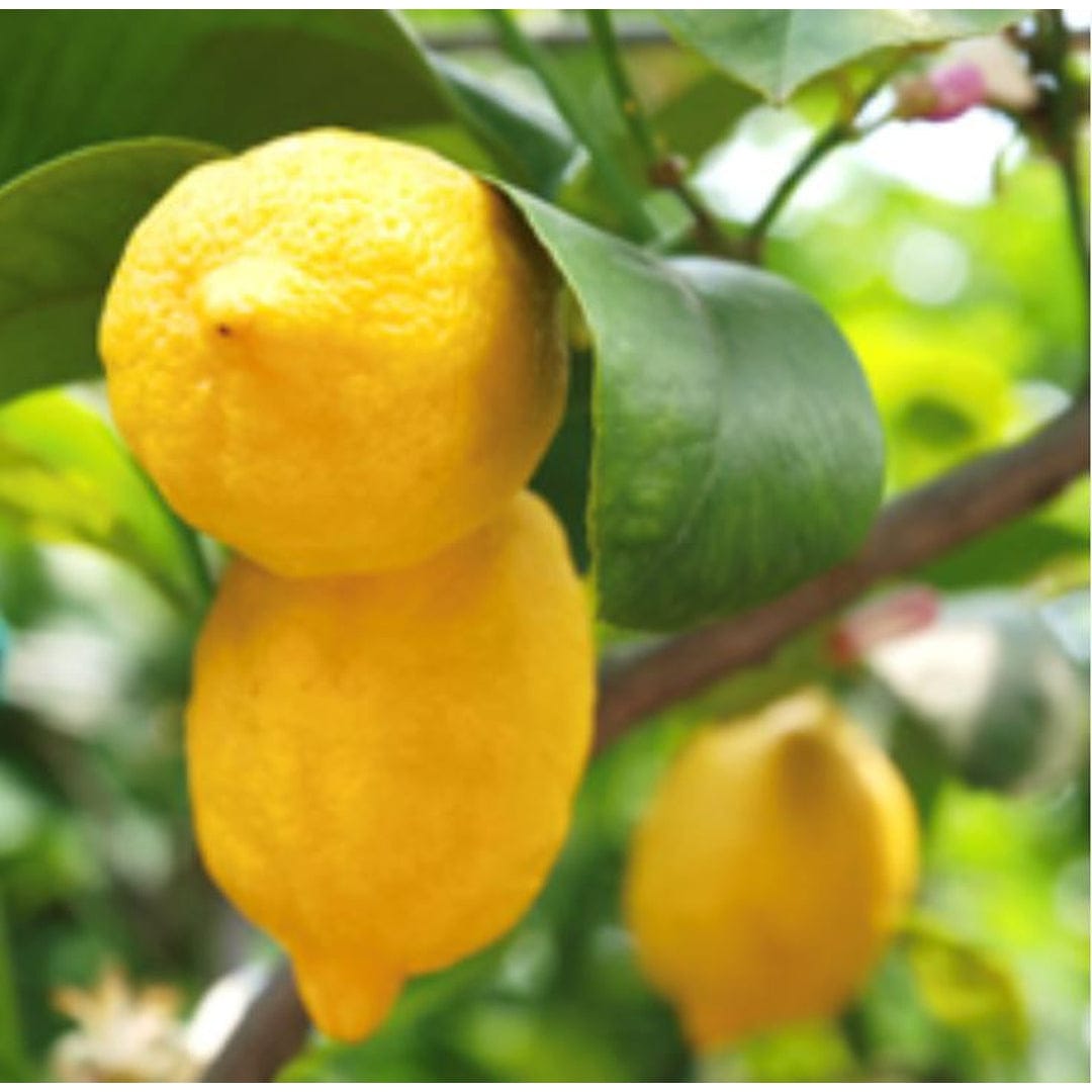 Essential Oil - Lemon | prettycleanshop