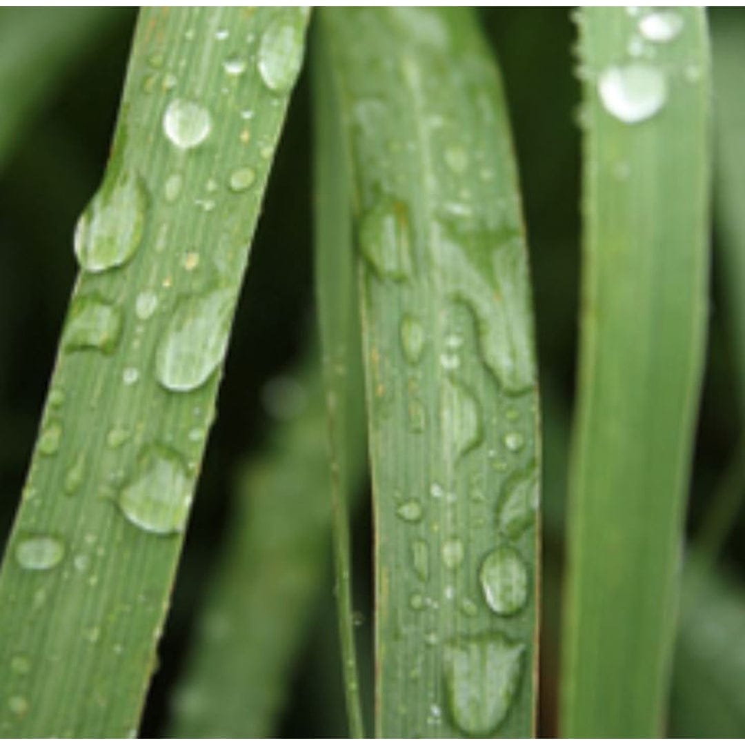 Essential Oil - Lemongrass Organic | prettycleanshop