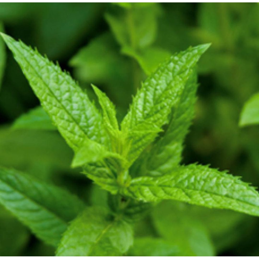 Essential Oil - Peppermint "True Mint" | prettycleanshop