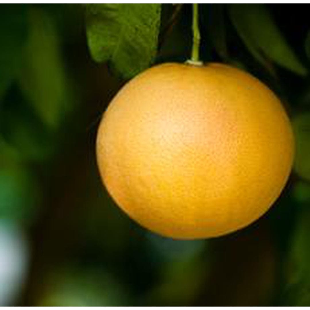 Essential Oil - Pink Grapefruit | prettycleanshop