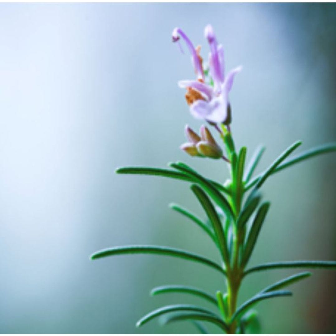 Essential Oil - Rosemary Organic | prettycleanshop