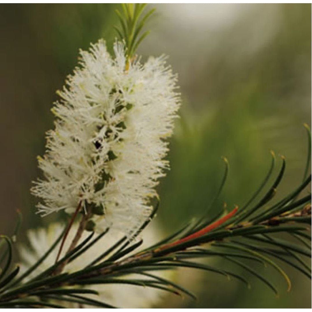 Essential Oil - Tea Tree Organic | prettycleanshop