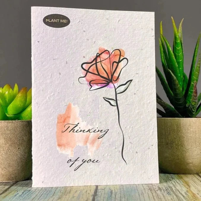 Sympathy & Sorry - Thinking of You Red Rose | prettycleanshop