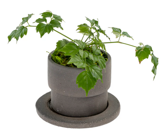 Raw Black Clay Pot/Saucer