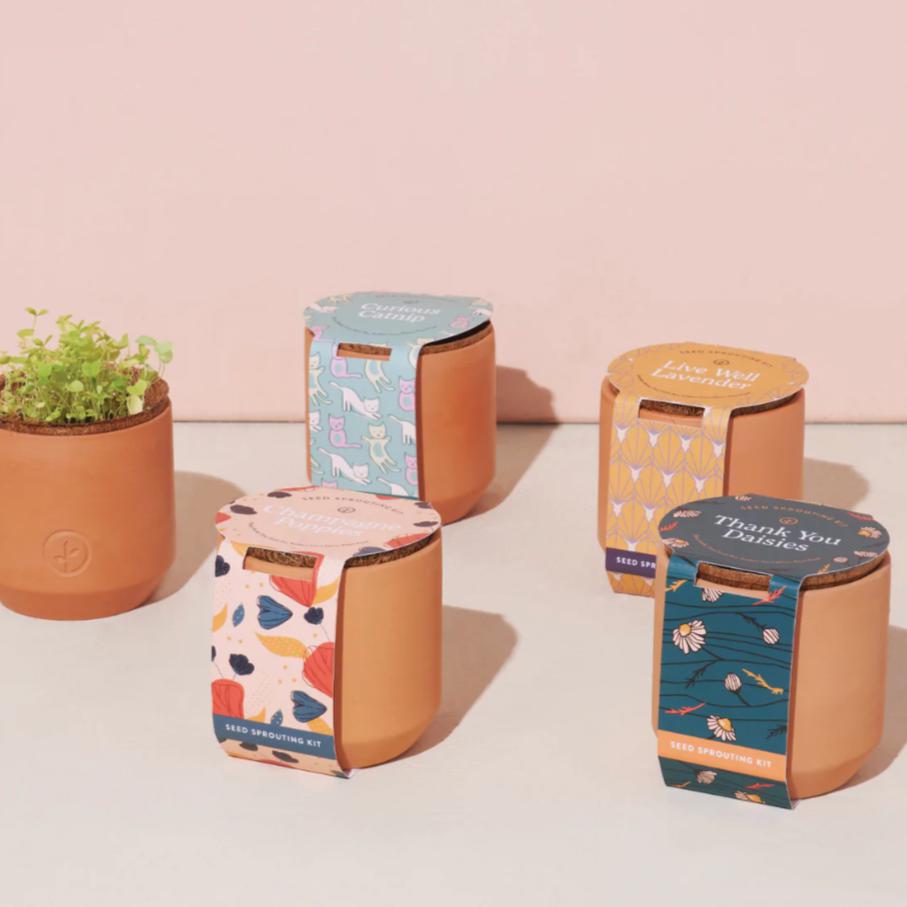 Modern Sprout Tiny Terracotta Kit - Curious Catnip Living Modern Sprout Prettycleanshop