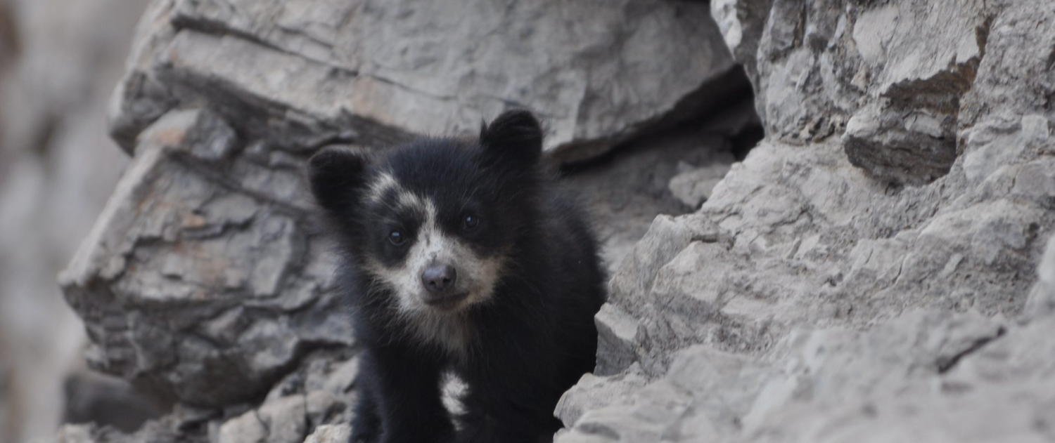 SPECTACLED BEAR CONSERVATION