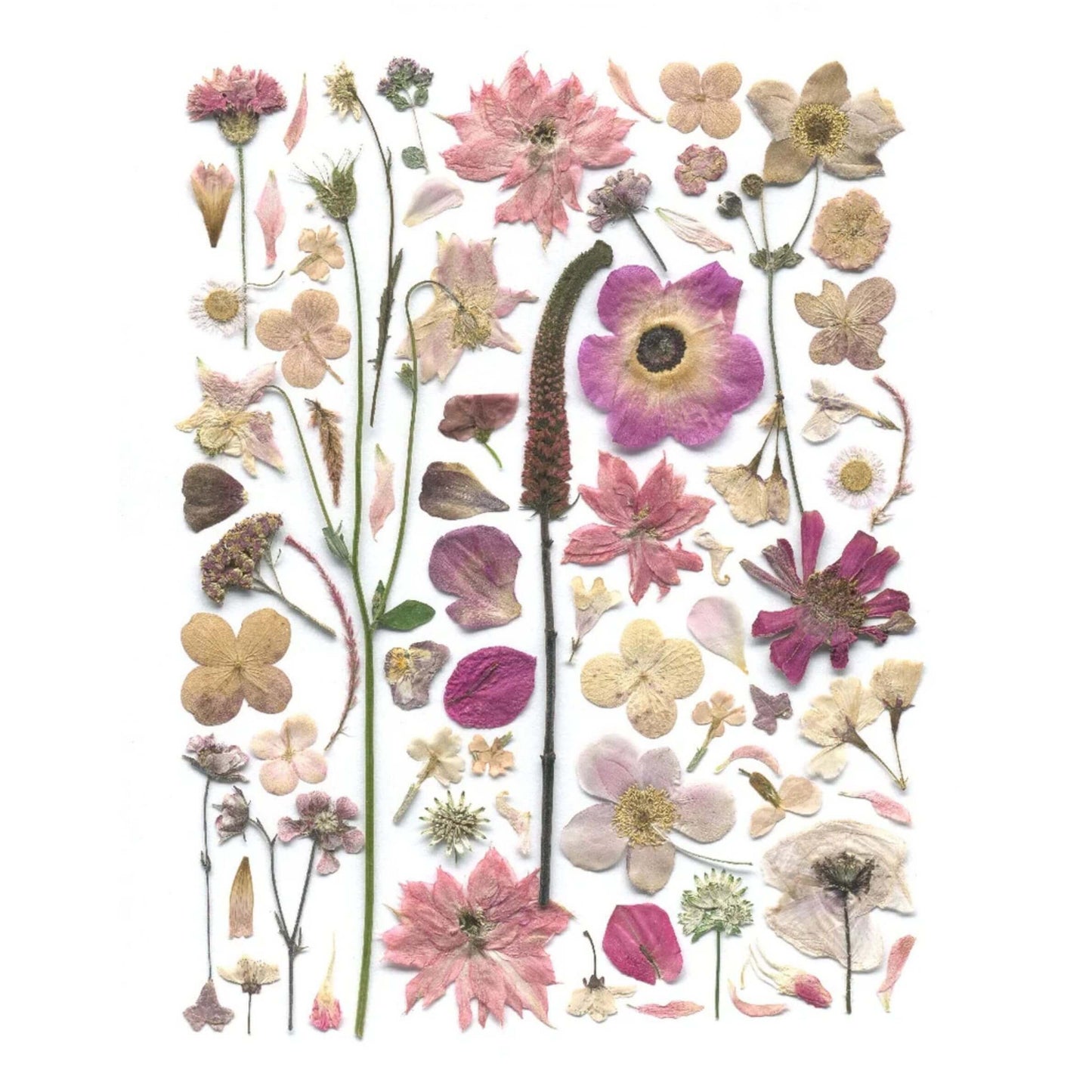 Pressed Botanical Cotton Tea Towels