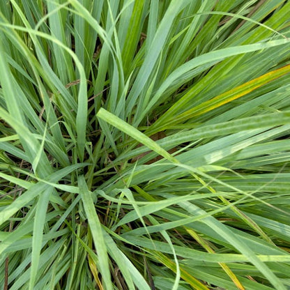 Essential Oil - Citronella-Pretty Clean Shop