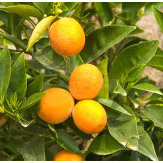 Essential Oil - Bergamot