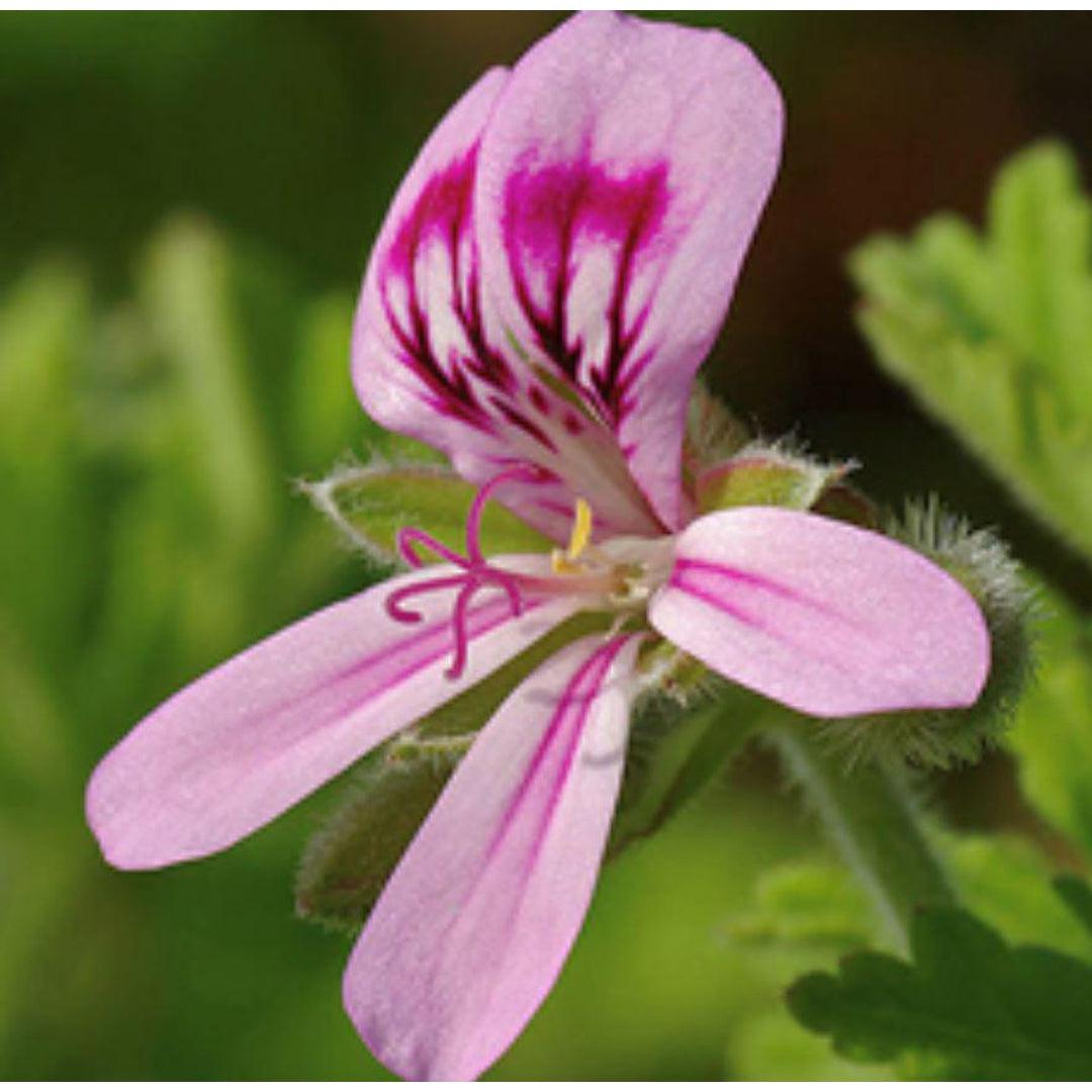 Essential Oil - Geranium