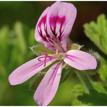 Essential Oil - Geranium