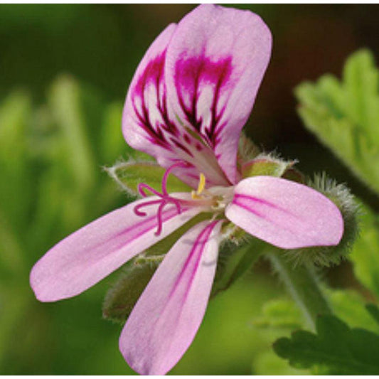 Essential Oil - Geranium