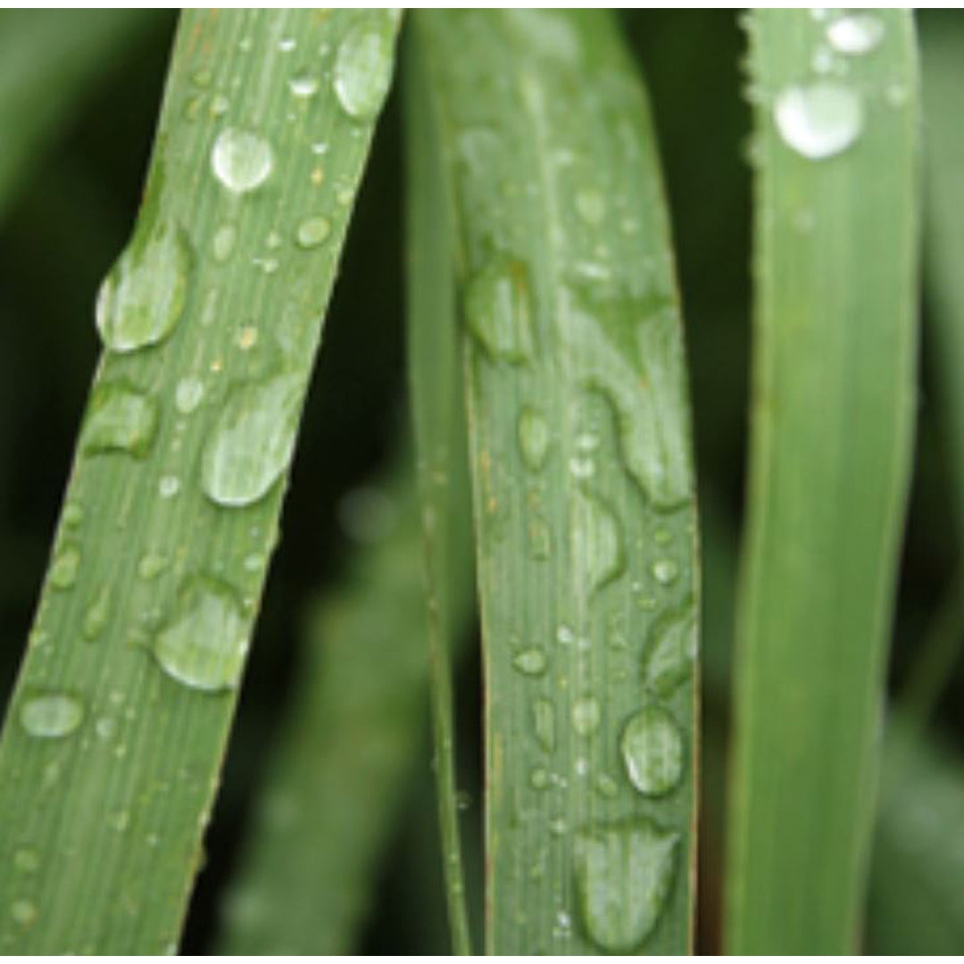 Essential Oil - Lemongrass Organic