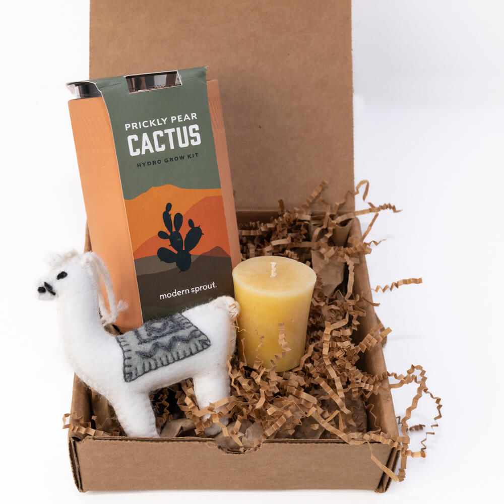 Cactus Decor Gift Set Holiday Gift Set Multi Brand Gift Set Essentials Prettycleanshop