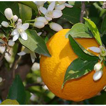 Essential Oil - Sweet Orange Organic Essential oils Pretty Clean Living Prettycleanshop