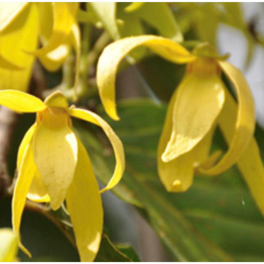 Essential Oil - Ylang Ylang-Fragrance Oil-Pretty Clean Shop