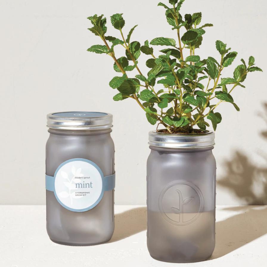 Modern Sprout Garden Jar - Mint Living Modern Sprout Prettycleanshop